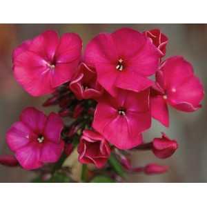 Флокс Phlox Кобзарь